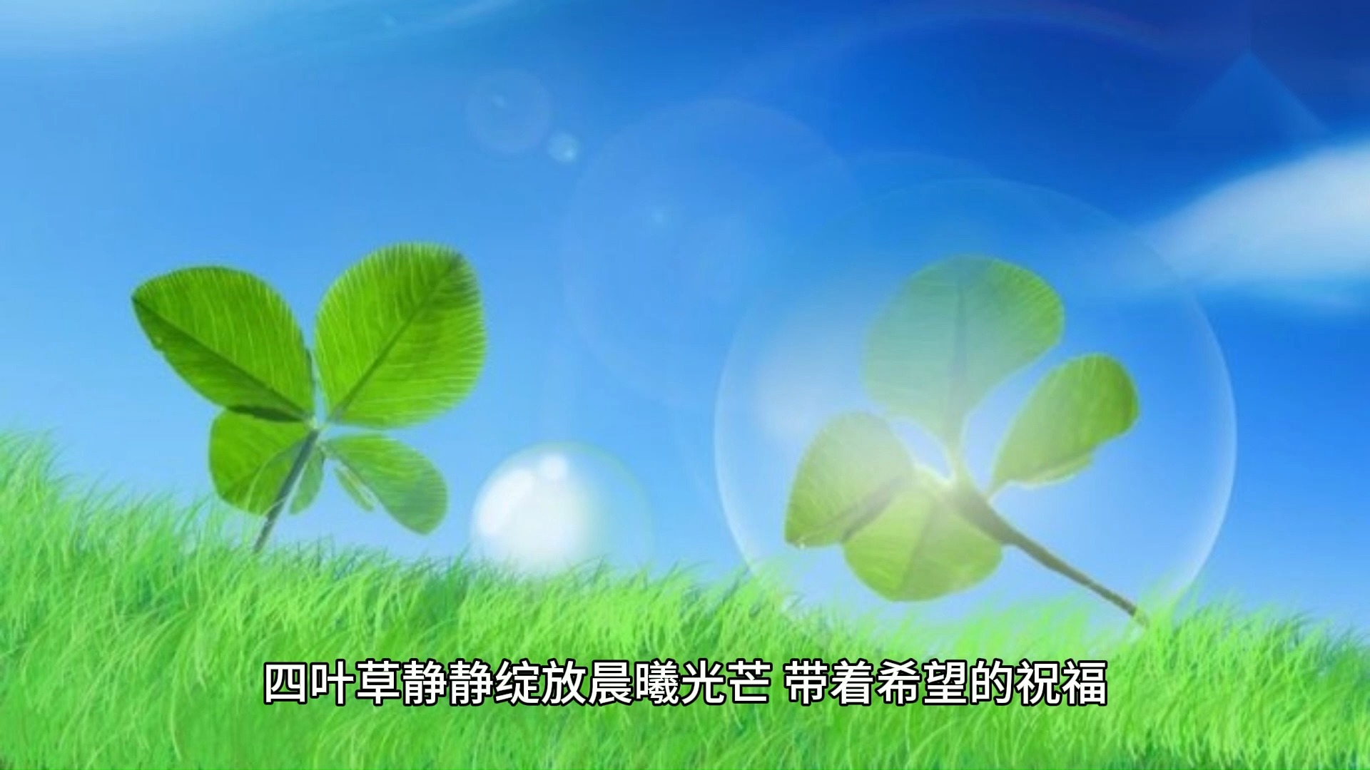 四叶草的芬芳浪漫
