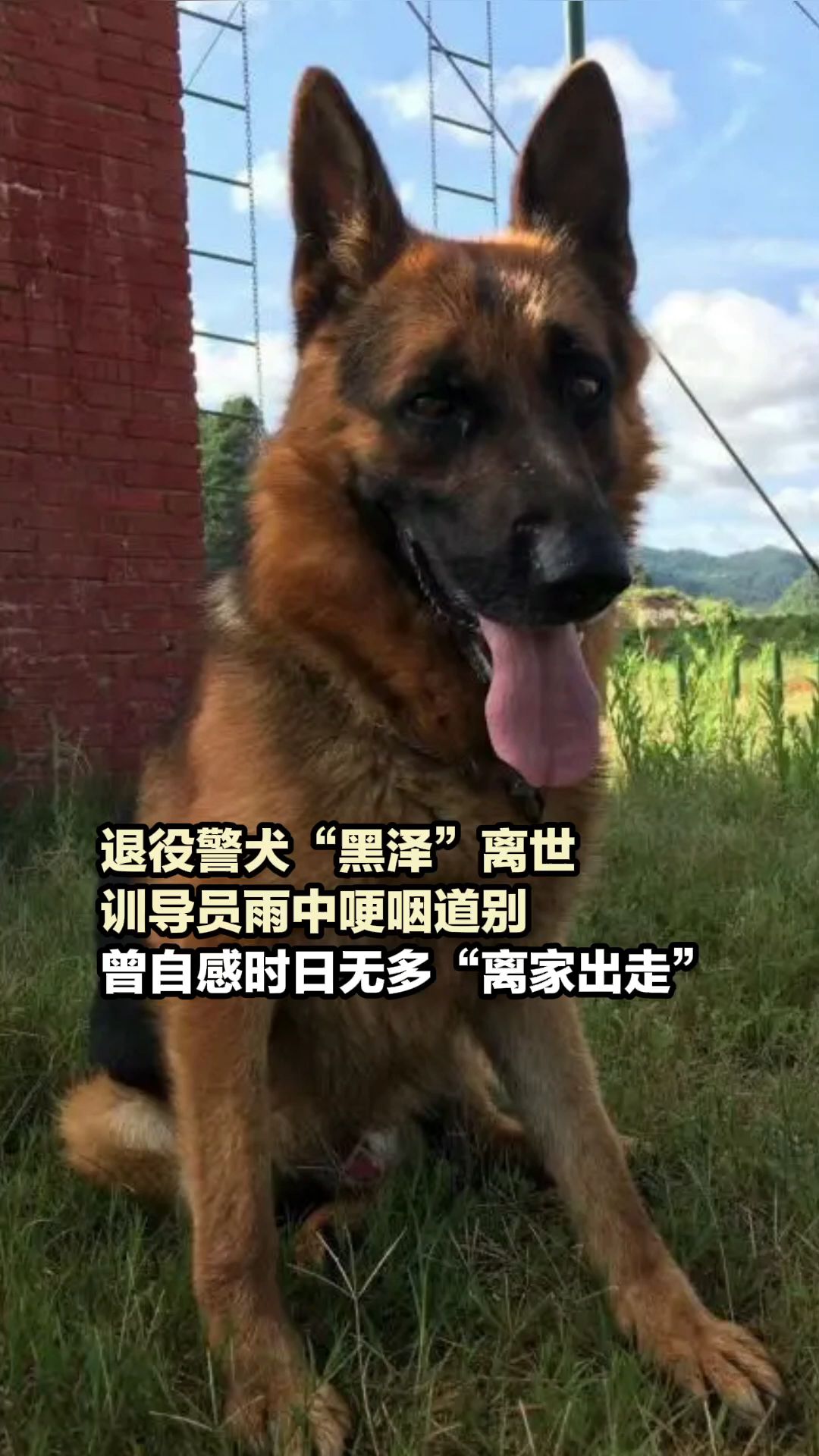 8月31日(发布),云南文山,#退役警犬“黑泽”离世 (来源:越牛新闻)哔哩哔哩bilibili