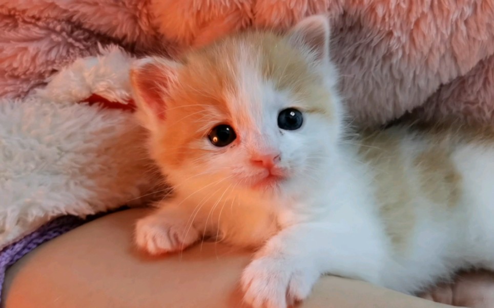 好可爱的一只流浪猫的崽崽啊