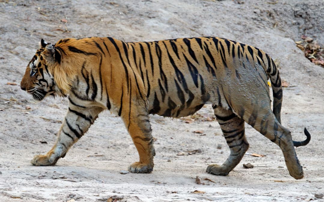 班达迦虎王塔伦来到它的专属水塘