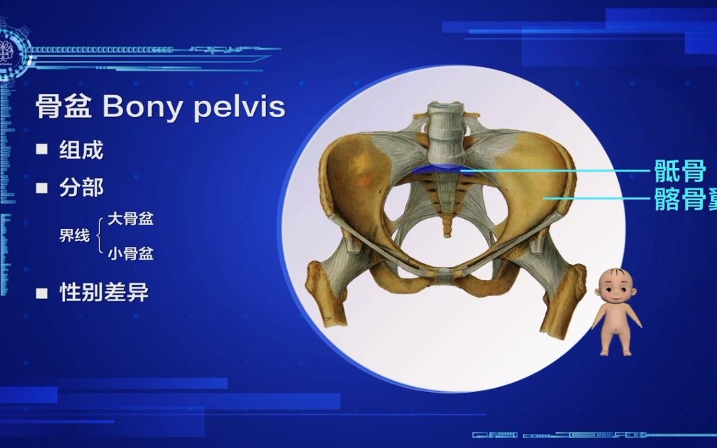 骨盆.人体解剖学,运动解剖学,每个部位标注的很清楚.方便学习,健康康复哔哩哔哩bilibili