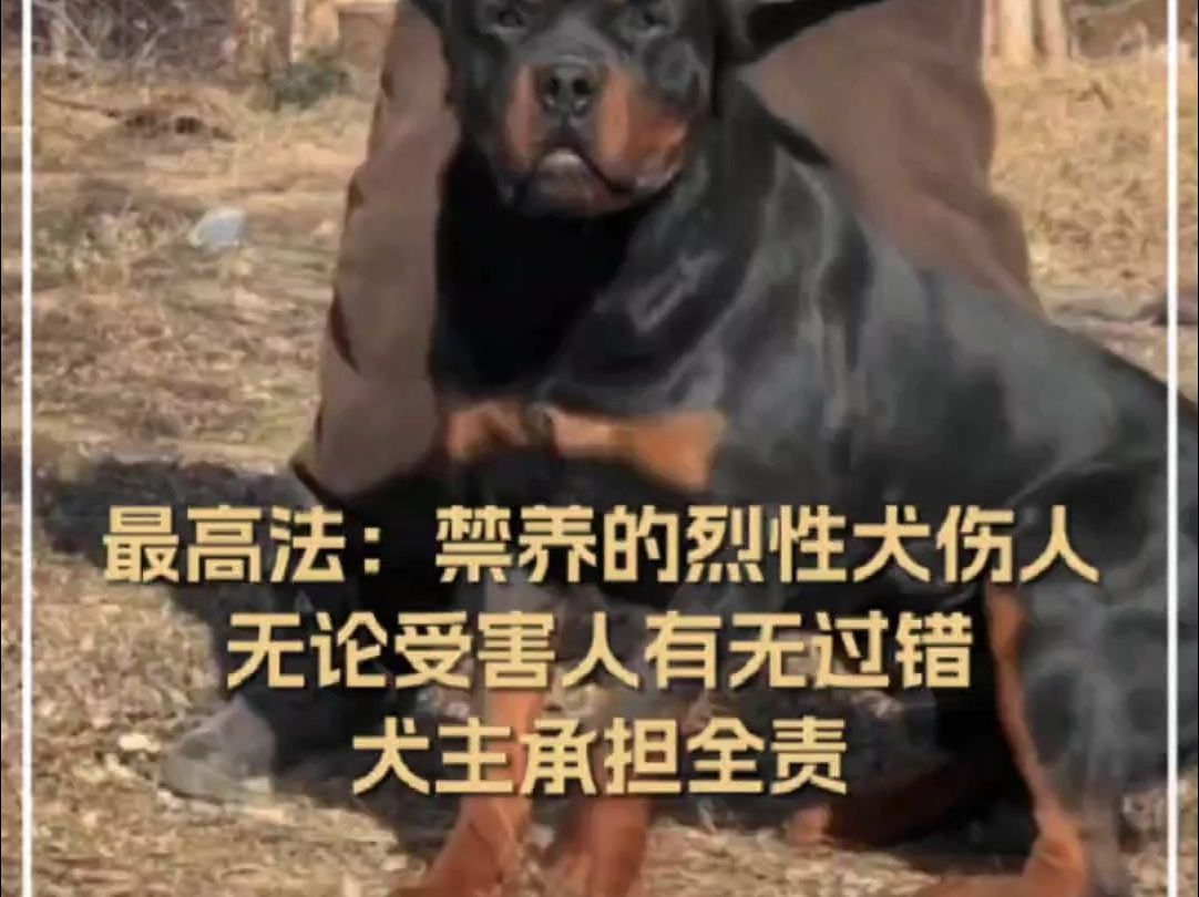 最高法:禁养的烈性犬伤人,无论受害人有无过错,犬主承担全责哔哩哔哩bilibili