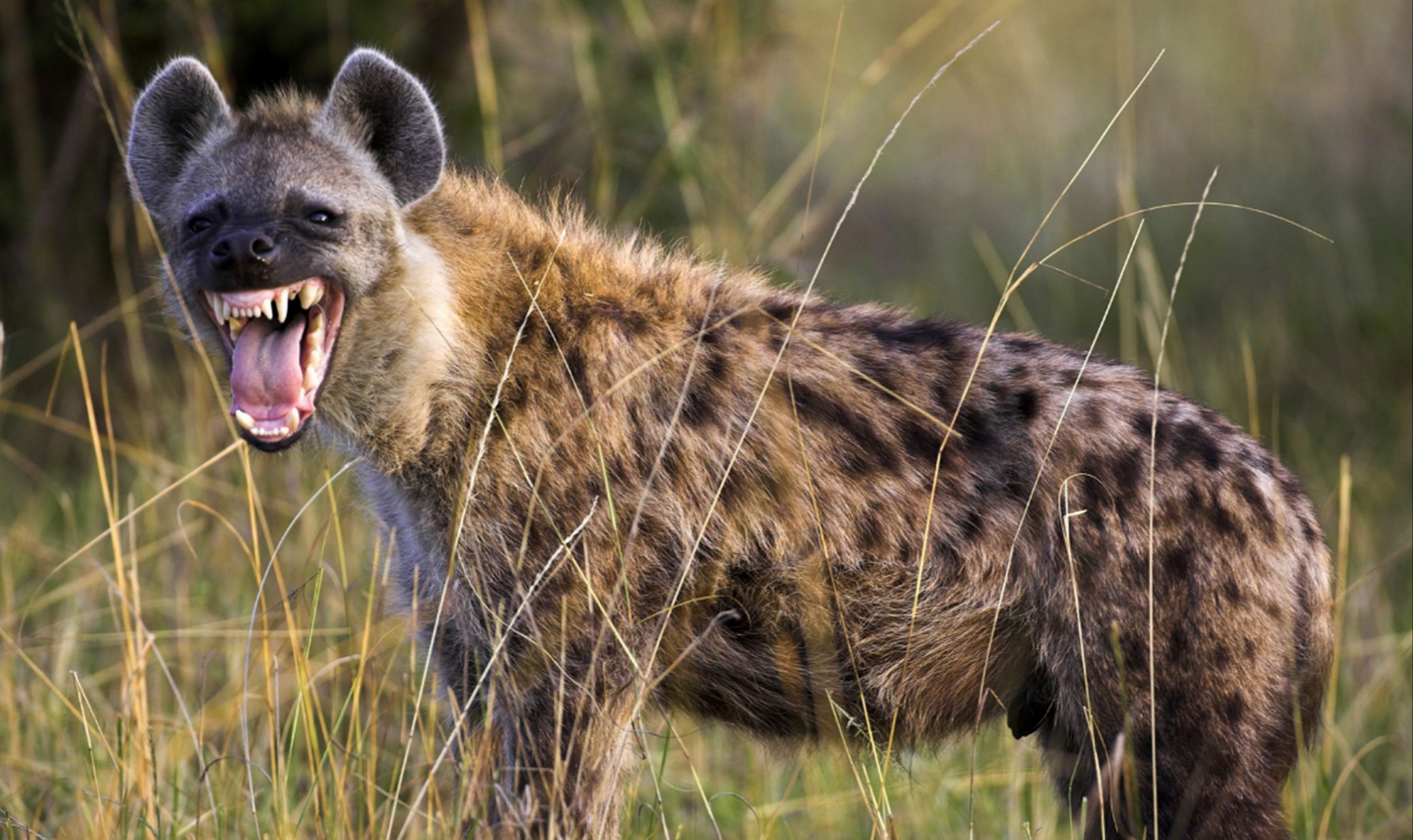 草原二哥,斑鬣狗!都是丑带来的负面影响