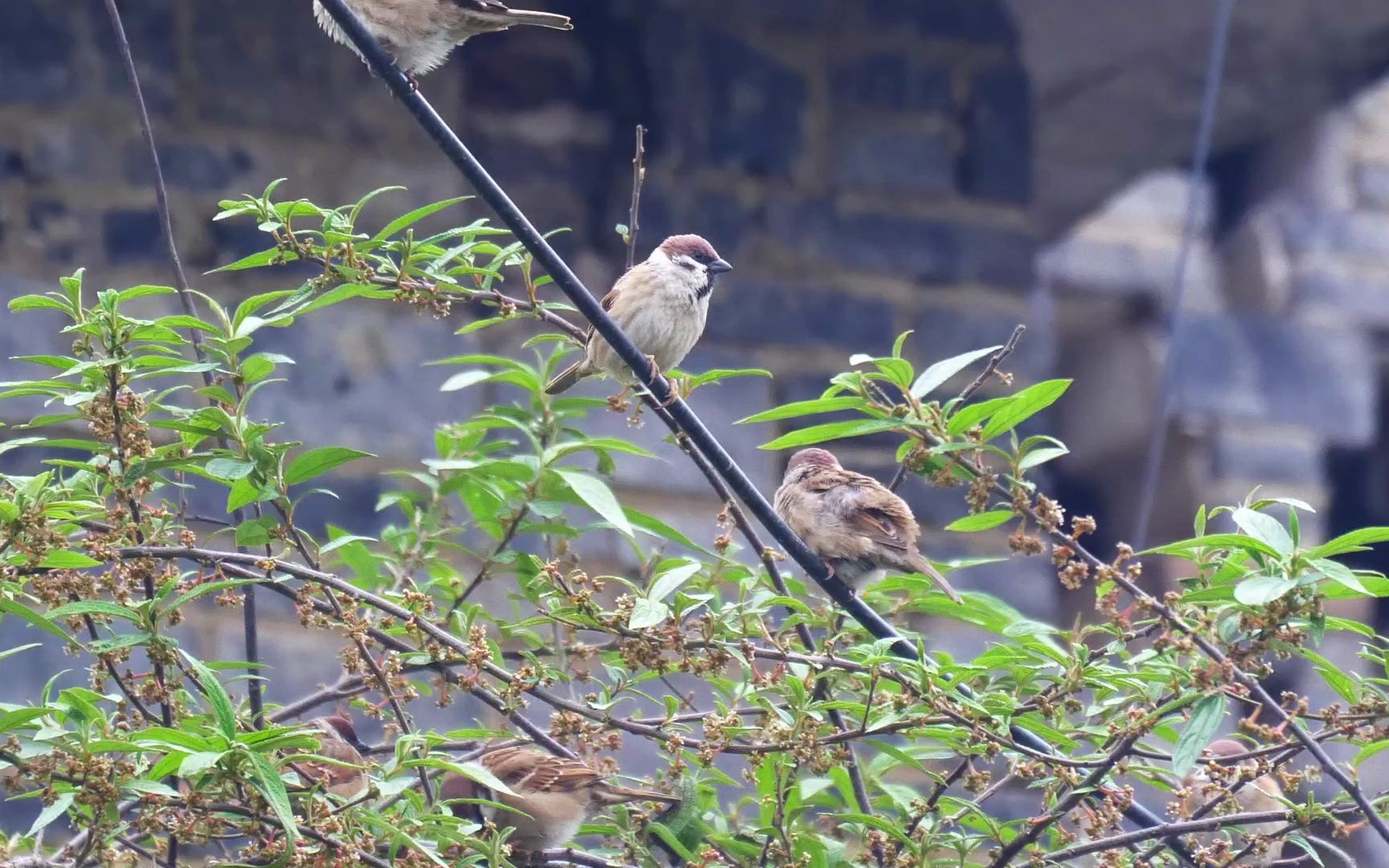 这个夏天有一群小麻雀在快乐的生活着,在树枝间飞来飞去好不欢乐!