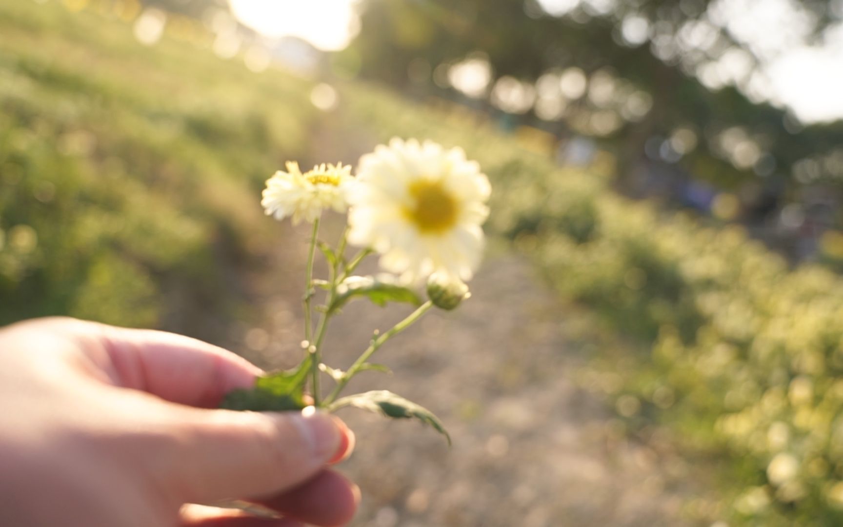 [图]「茶世界」秋天绚烂的杭白菊，花茶同样多滋多味