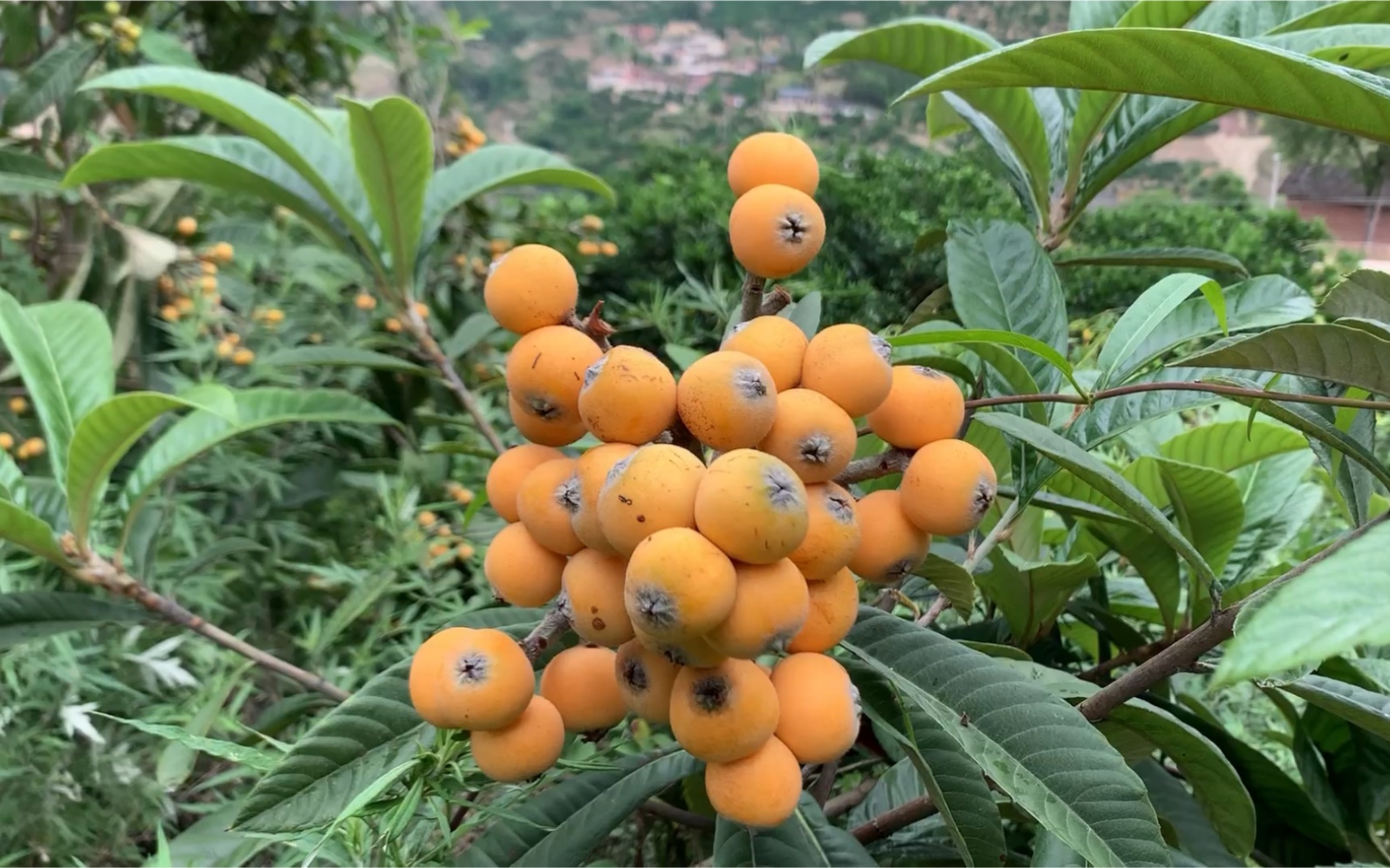 奉节枇杷成熟了