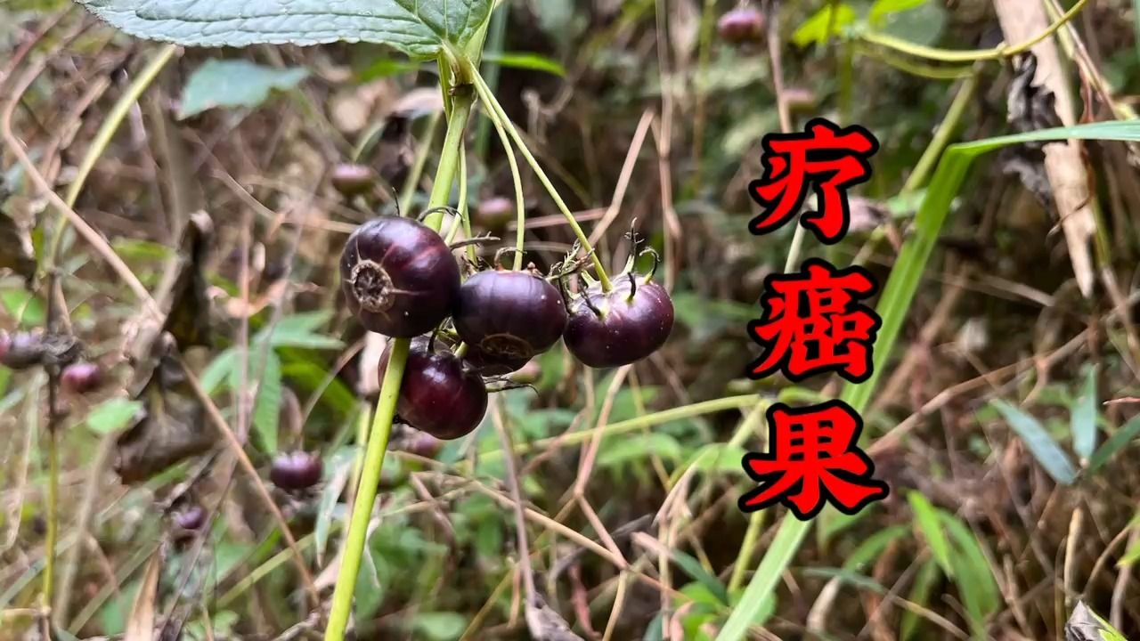 山路边发现的"疗癌果",它用途很强大,很多人还不认识
