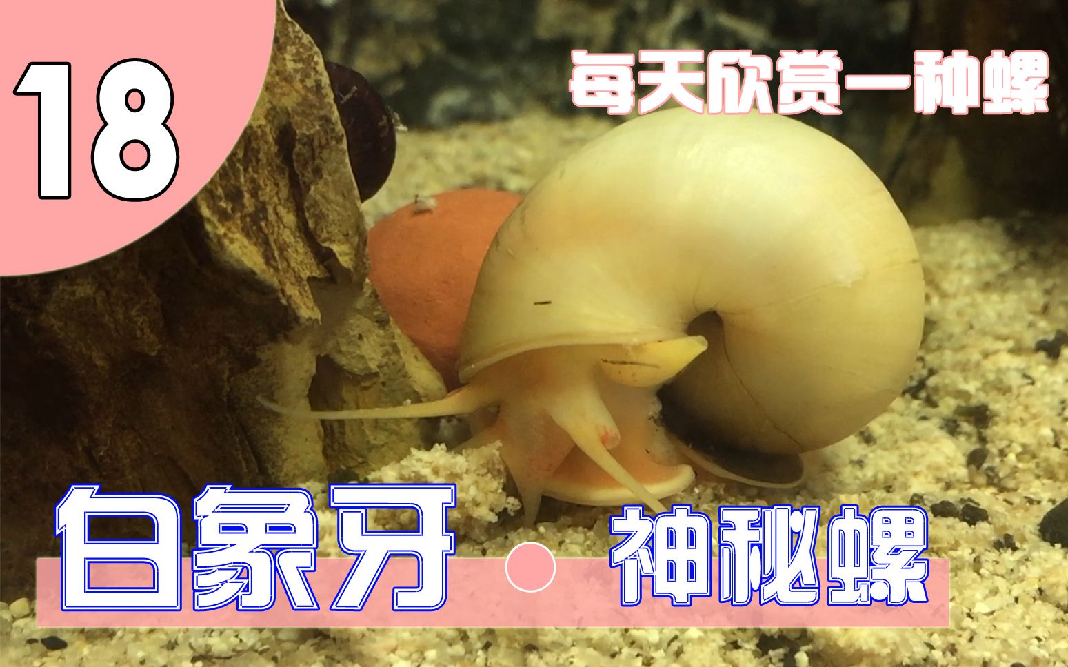 【每天欣赏一种螺18】白象牙,象牙白:神秘螺又一瑰丽品种.