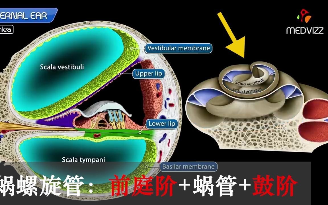 【人解三分钟】耳蜗是什么蜗1:看看内耳骨迷路中的半规管前庭耳蜗...哔哩哔哩bilibili