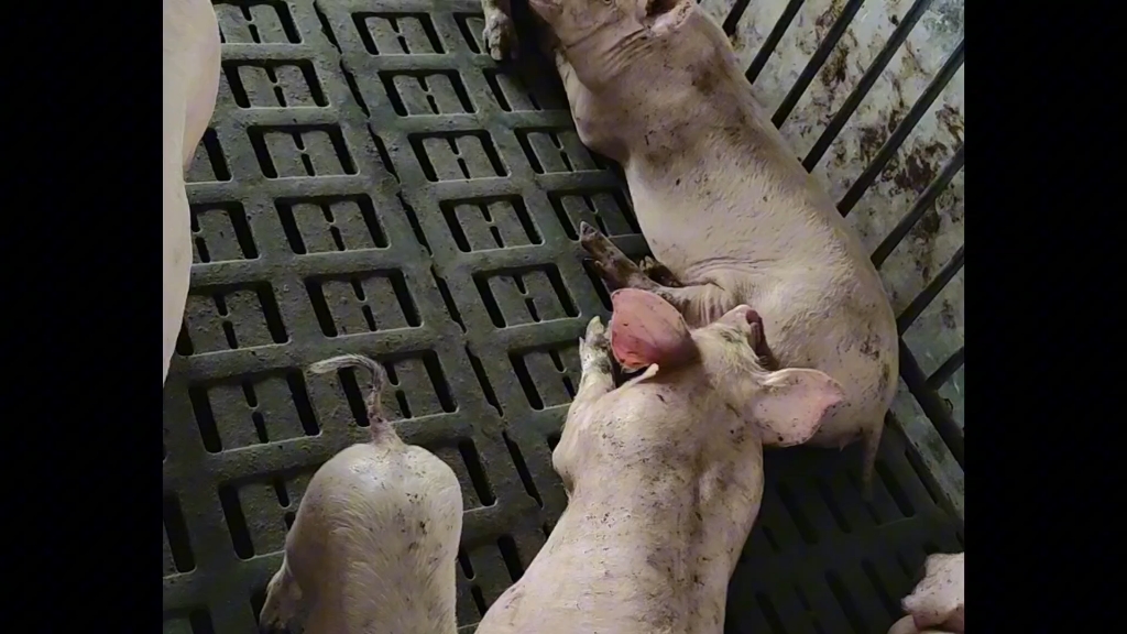 互相啵嘴的二师兄