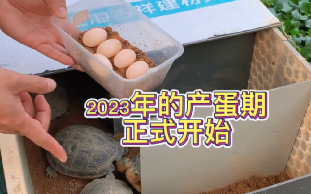 2023年的第一窝黄缘蛋,一窝5个!看来是丰收的一年