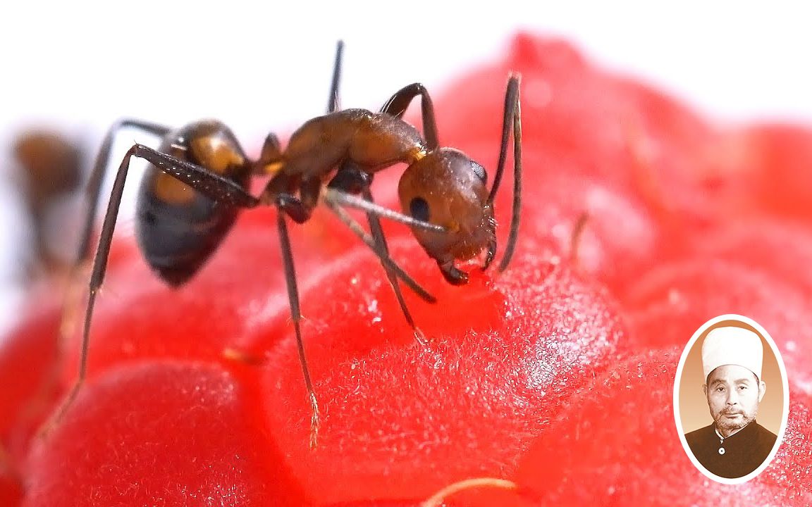 比王守义十三香还香蚂蚁是如何吃树莓的