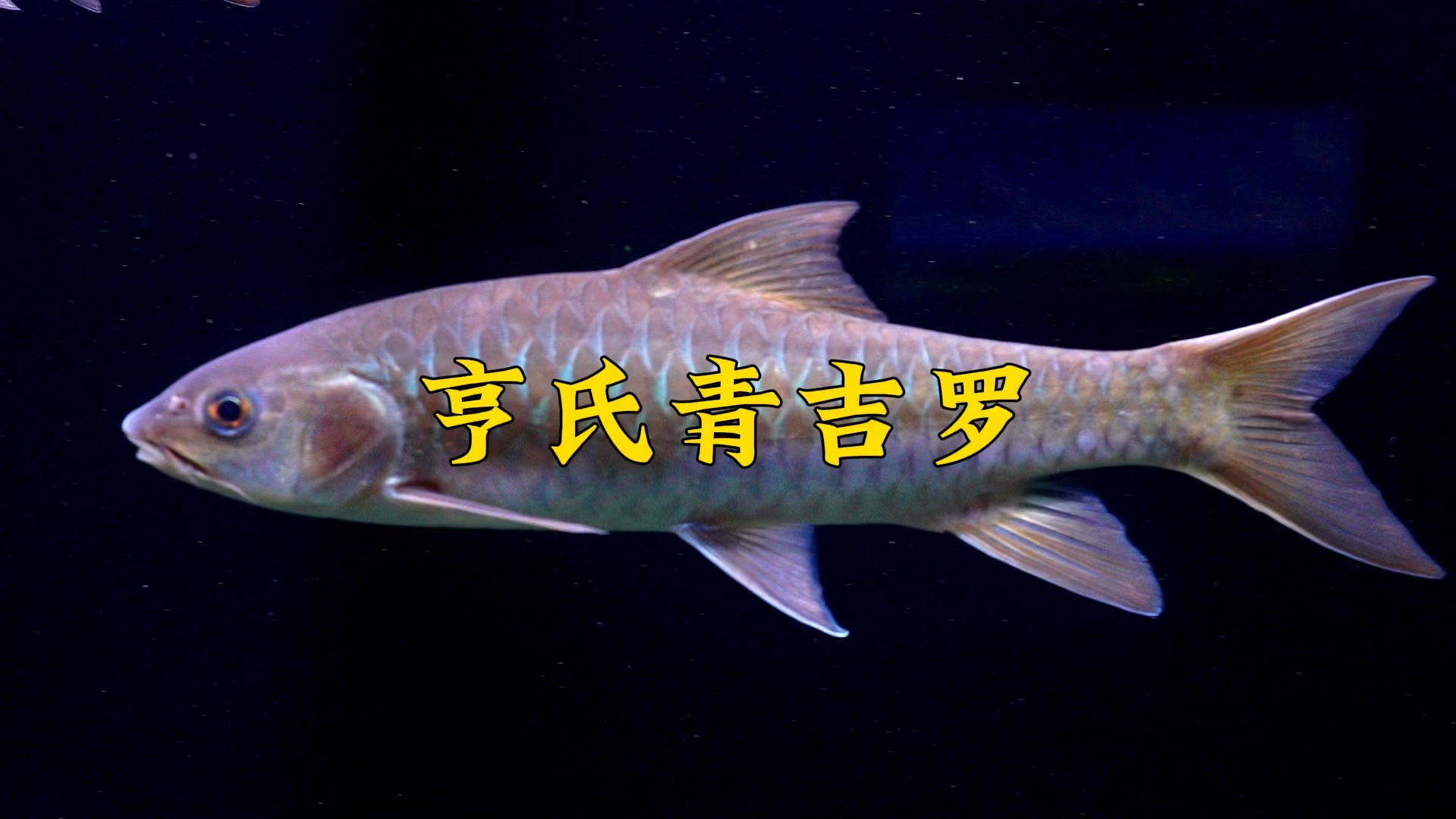 一种小型的吉罗鱼,发色呈青金色,亨氏青吉罗