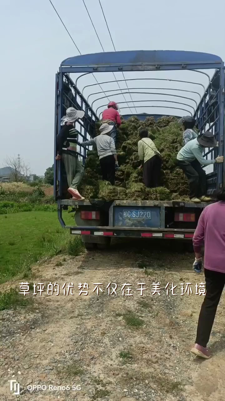 软硬适度,舒适美观——草坪的实用和装饰价值 #马尼拉草坪 #汕尾马尼拉草坪 #汕尾马尼拉草坪哪家好哔哩哔哩bilibili