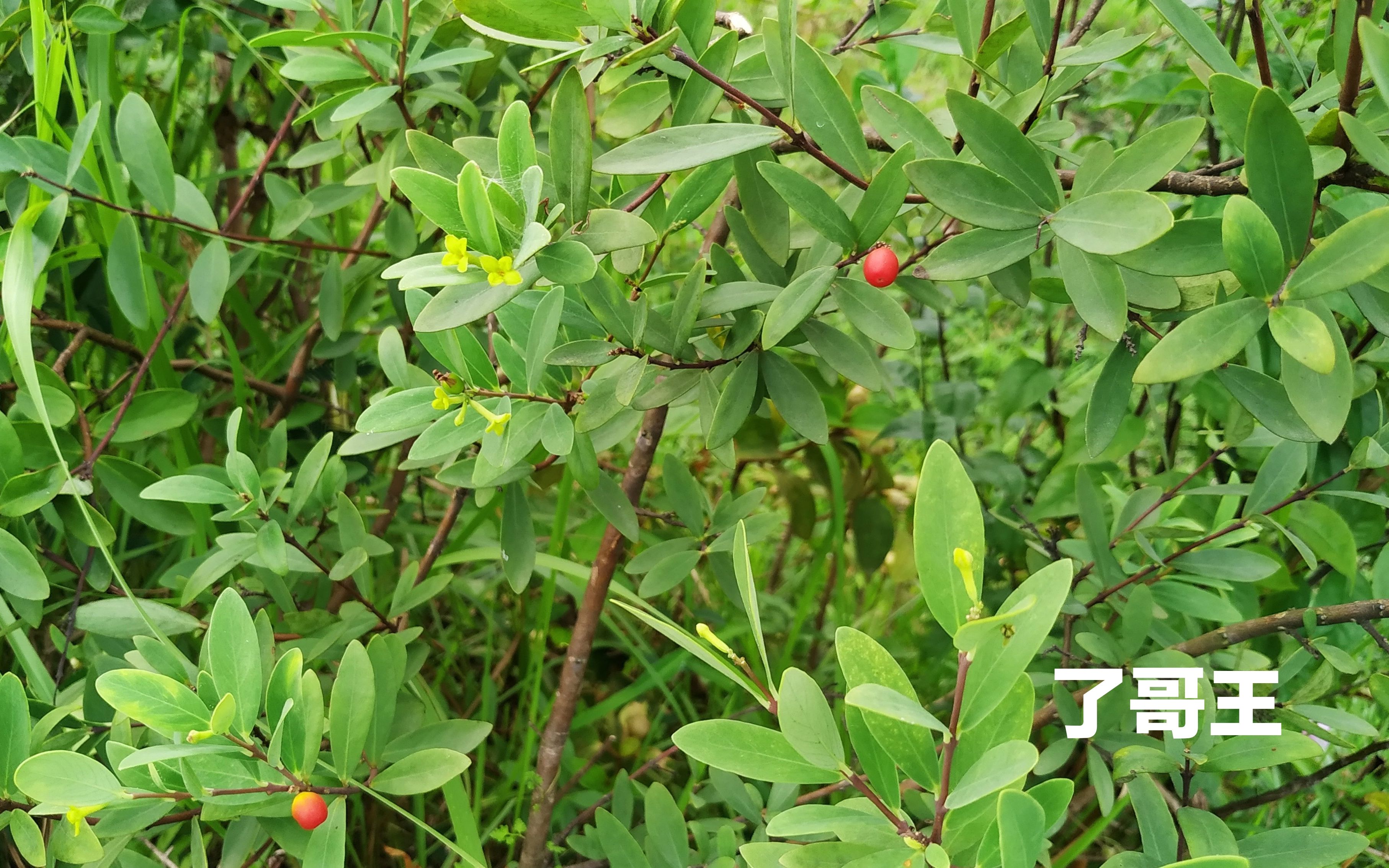 了哥王会用的民间医生可以做到以毒攻毒的效果对消肿跌打奇效