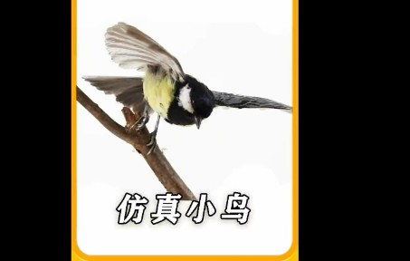 【标本制作】栩栩如生的仿真小鸟,是如何制作出来的?哔哩哔哩bilibili