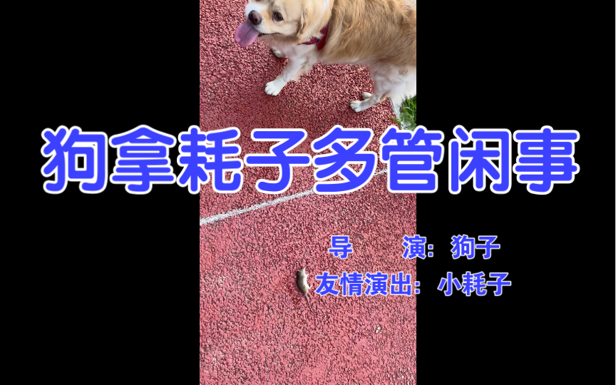 狗子日常-狗拿耗子多管闲事,回去得消毒_哔哩哔哩_bilibili