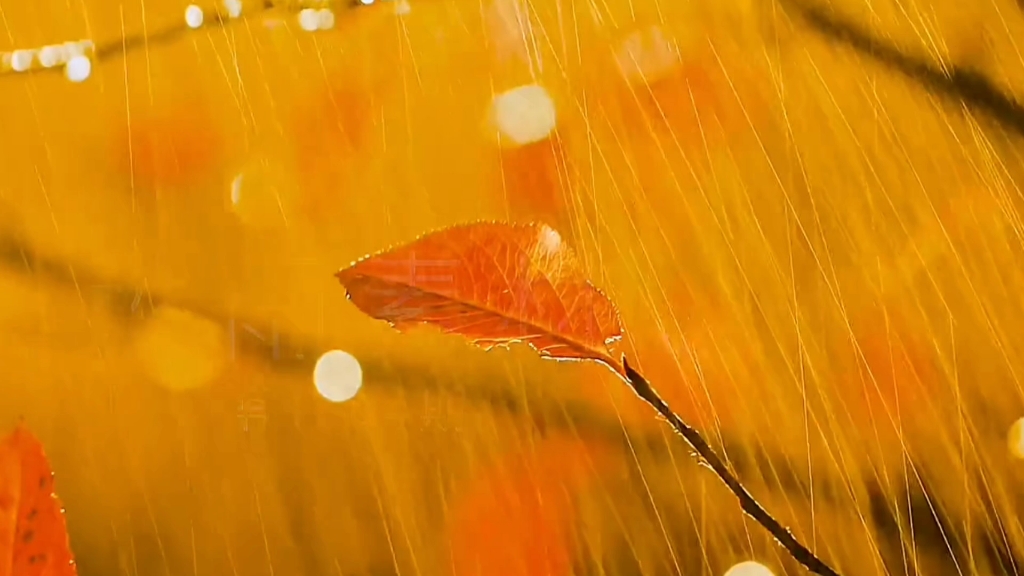 [图]秋天的雨朗诵背景