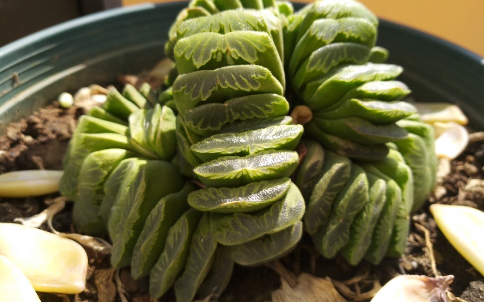 养了八年的十二卷草玉扇展示