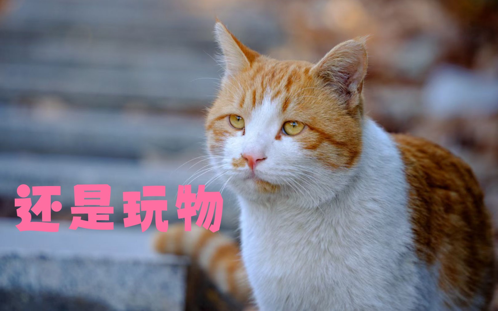 誓不做玩物 B站