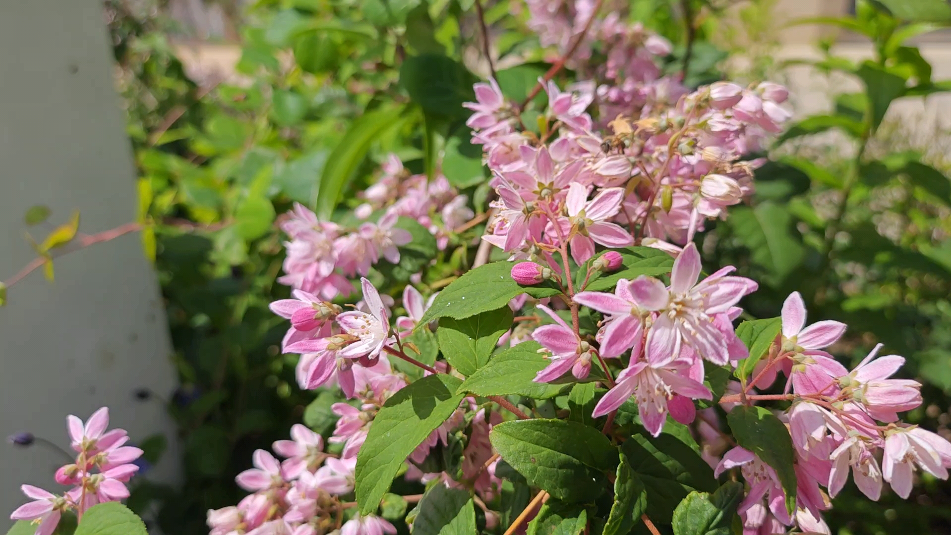 【花灌木 溲疏】草莓田,斑丽(八重纱更),雪樱花