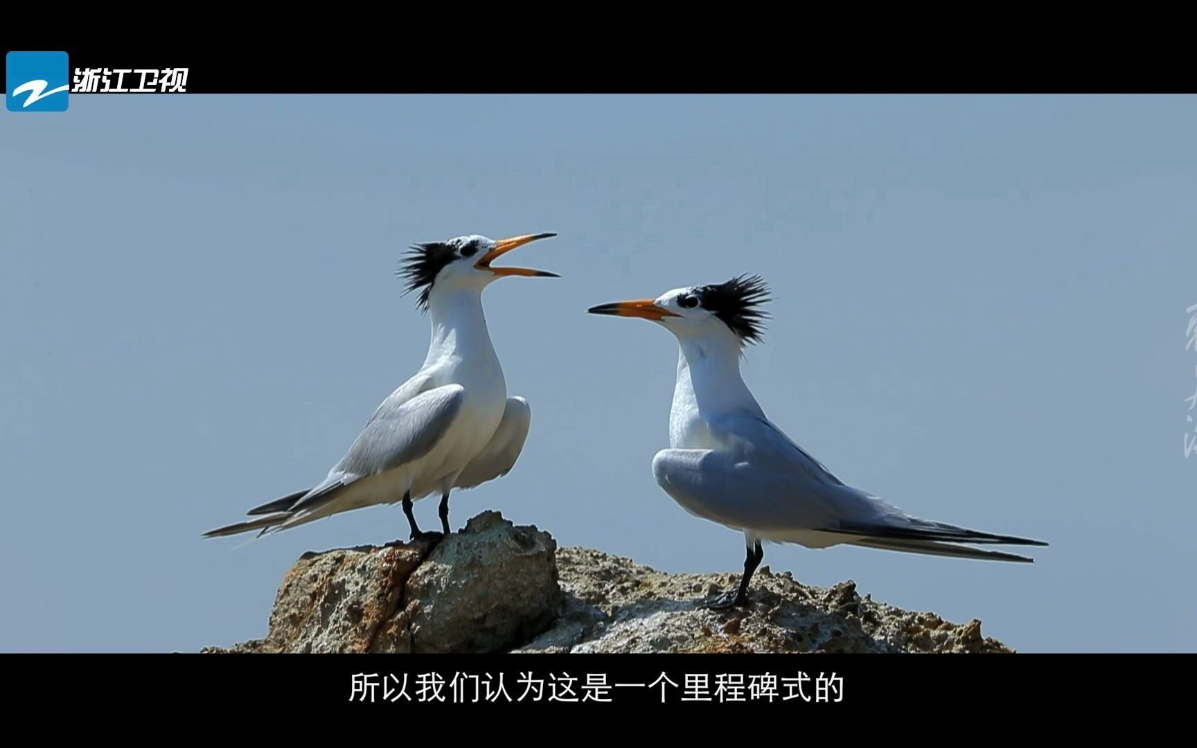 [图]绝迹63年，神鸟重现东海，从8只到100只，经历了18年