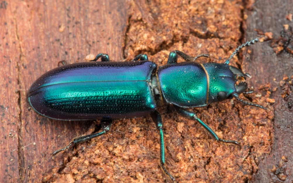 谷盗科Temnoscheila chlorodia,虽然没有同属巨象谷盗那样巨大的体型,但鞘翅的色泽却远超于他,爱了爱了,画一张哔哩哔哩bilibili