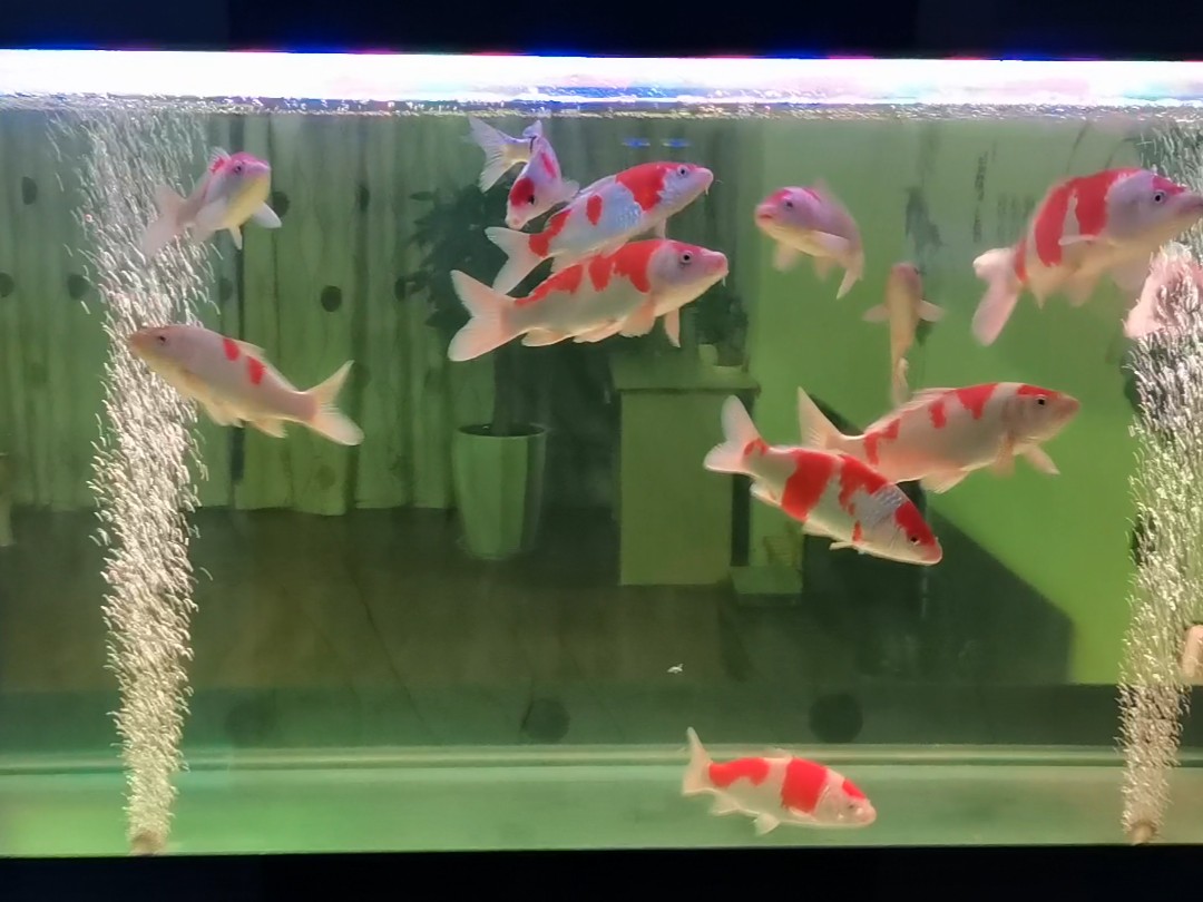 昆明四季如春,冬天鱼缸锦鲤依然活跃