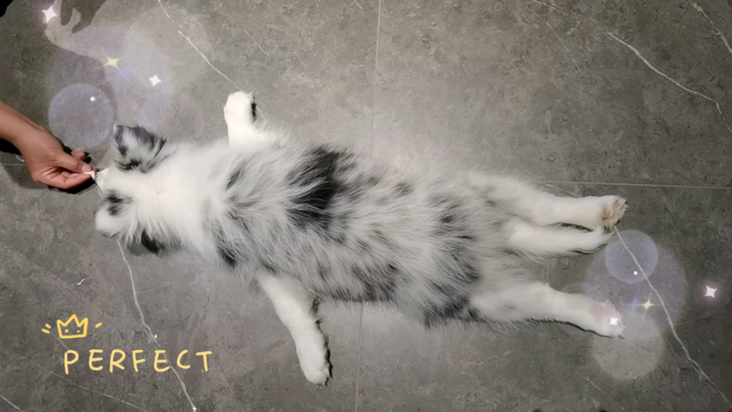 请叫我"小海豹"～我是边牧界懒出心裁的第一懒蛋