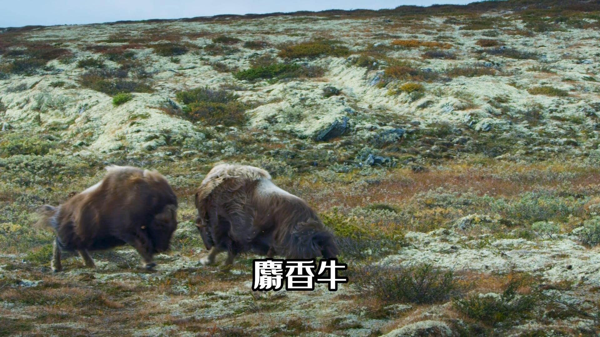 古老的北极食草动物麝牛哔哩哔哩bilibili