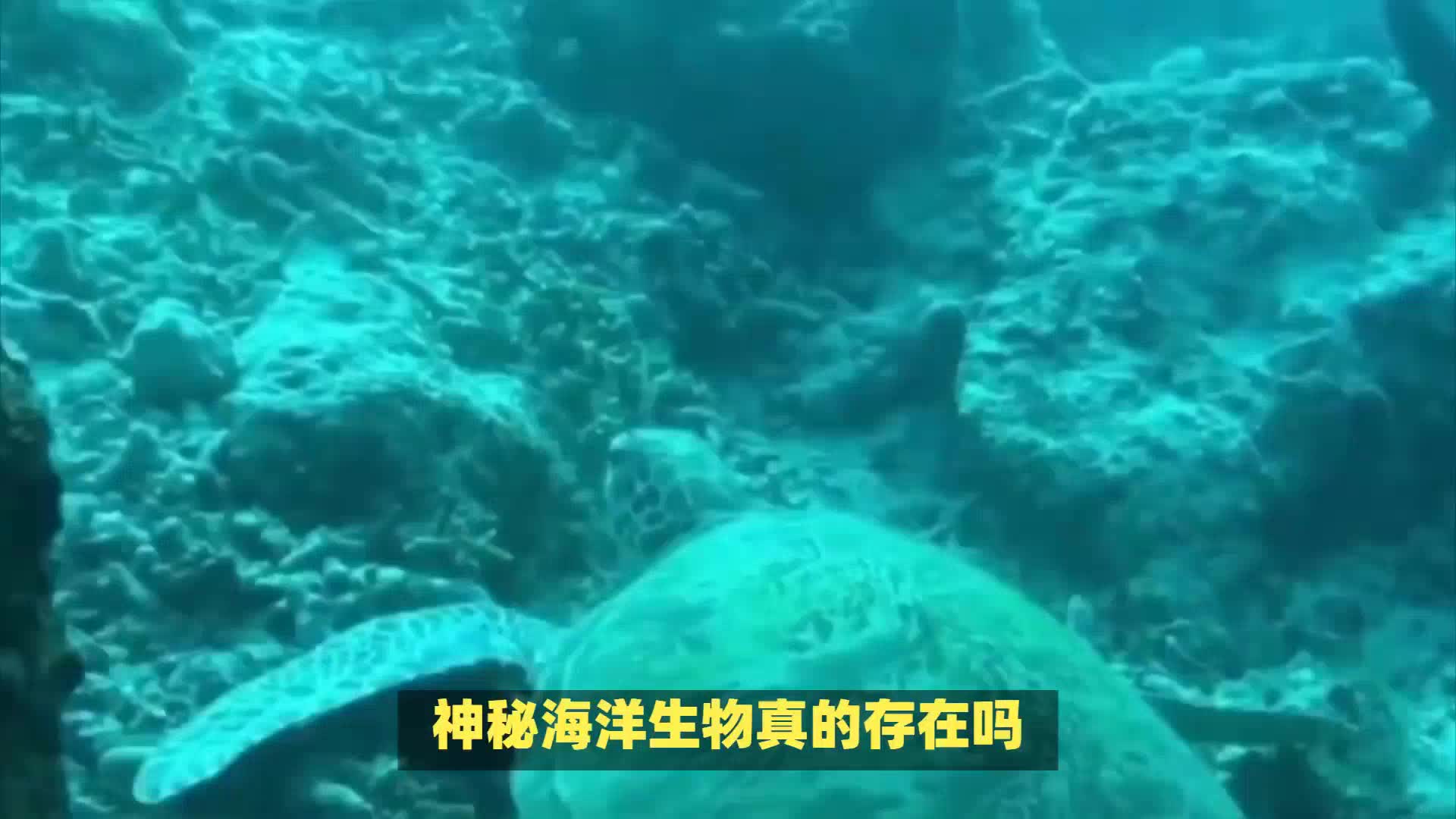 神秘海洋生物真的存在吗