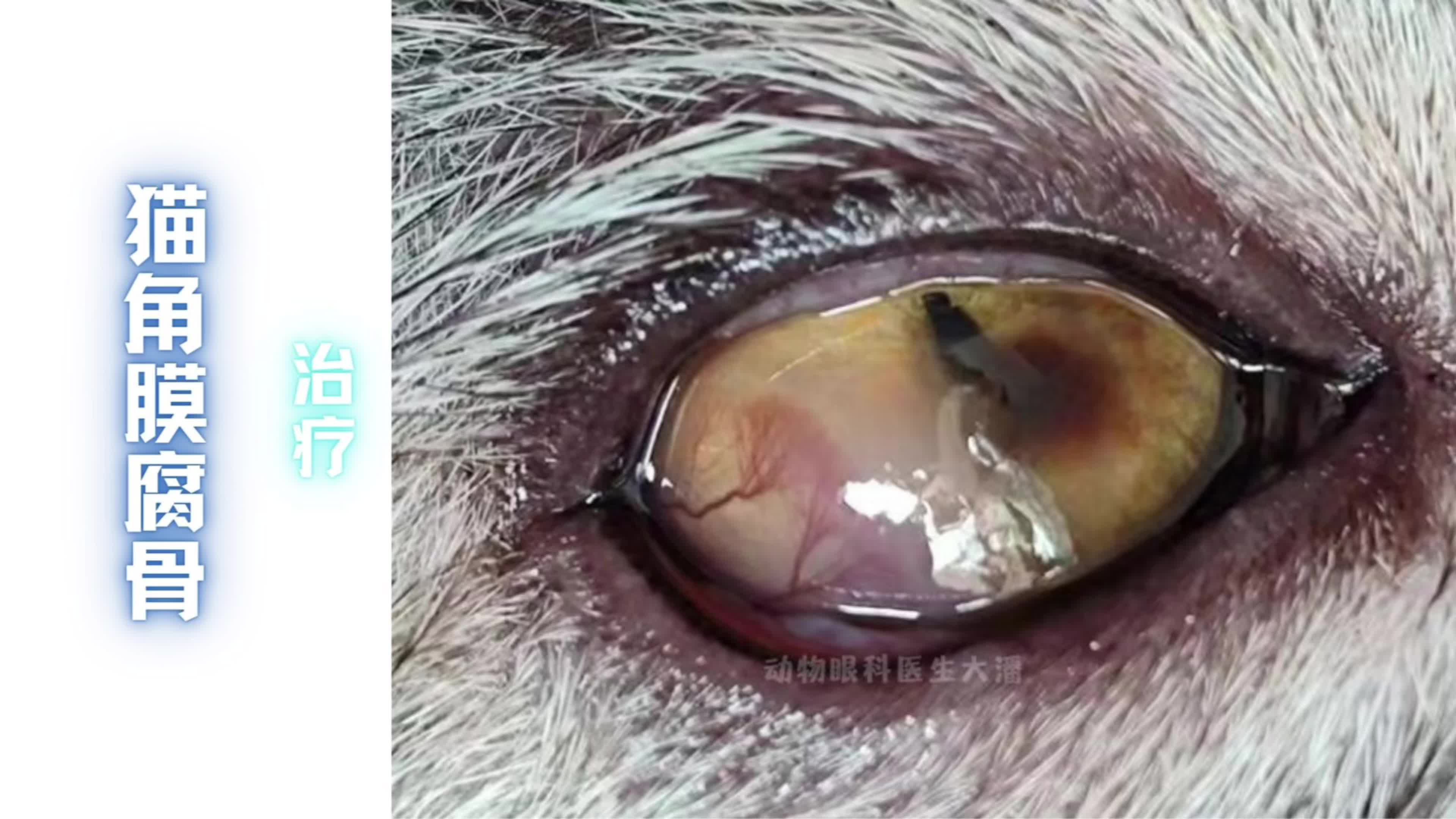 (重庆病例)又一例猫咪角膜腐骨滴药成功脱落