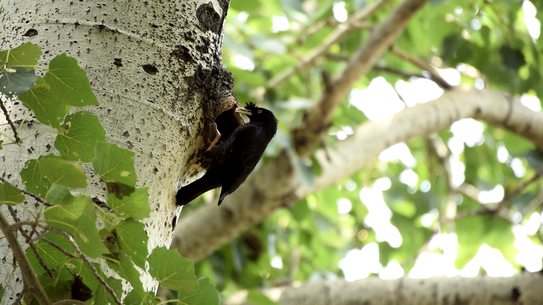 定格这个夏天#窝里的小八哥快快长大[奋
