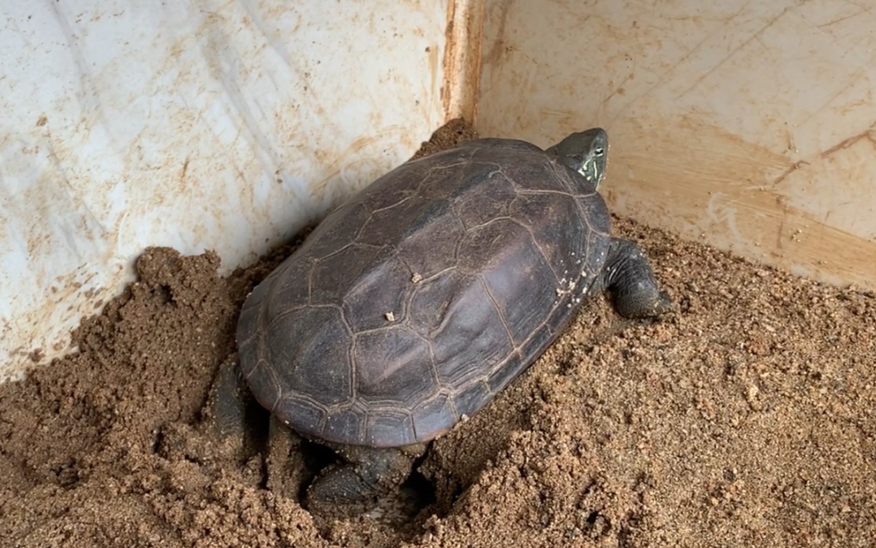 国龟之大头草龟下蛋进行时