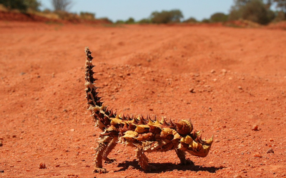 澳洲魔蜥饲养图片