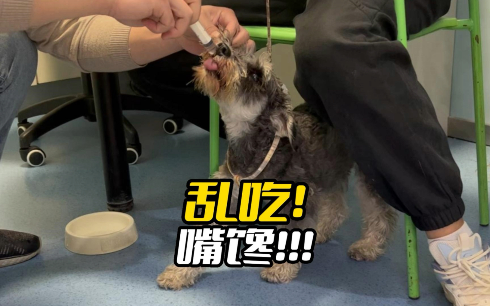 嘴馋 嘴馋 催吐 催吐!短短几天来3次医院