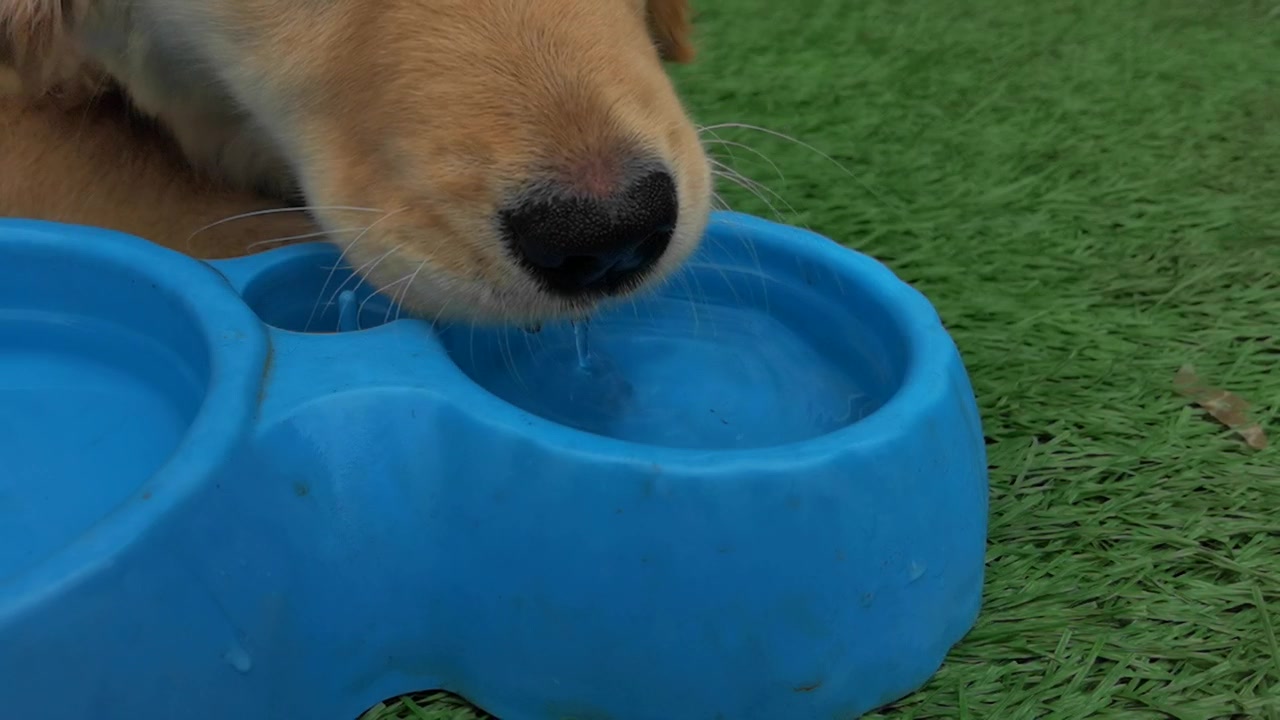 华为mate30pro慢动作拍摄的狗喝水