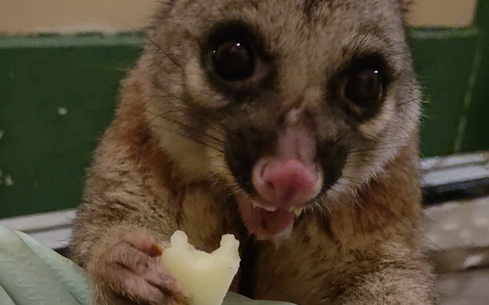 澳洲袋貂:原本住我们家的小可怜,天天被同伴打,被赶走,好久不见,今天