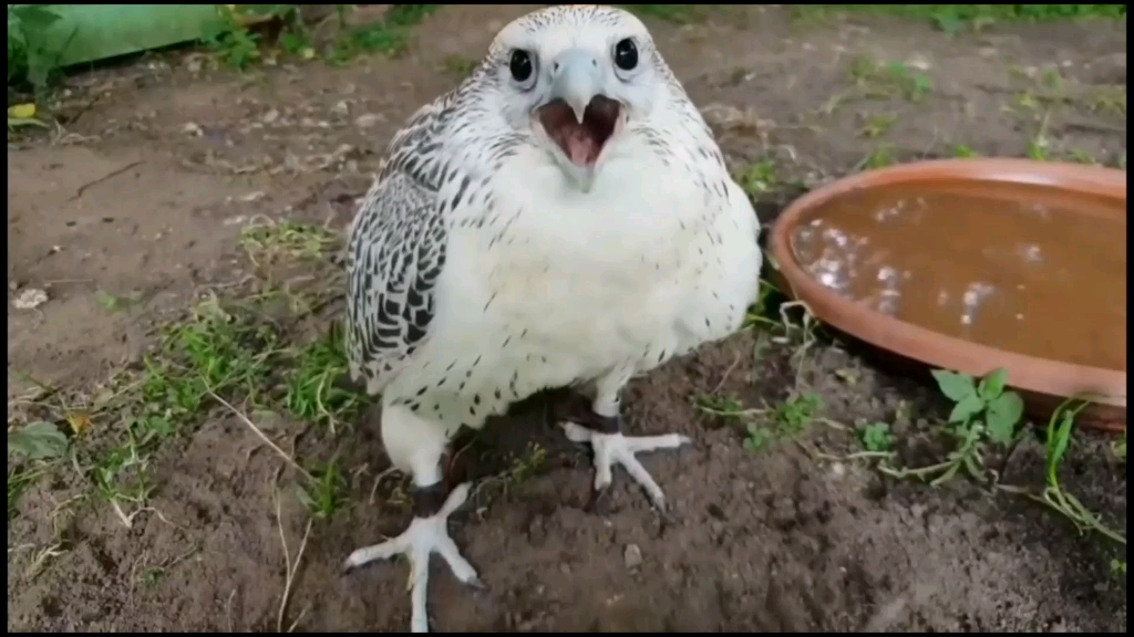 活動 如果動物會說話卡點貓頭鷹可愛動物搞笑視頻鬼畜