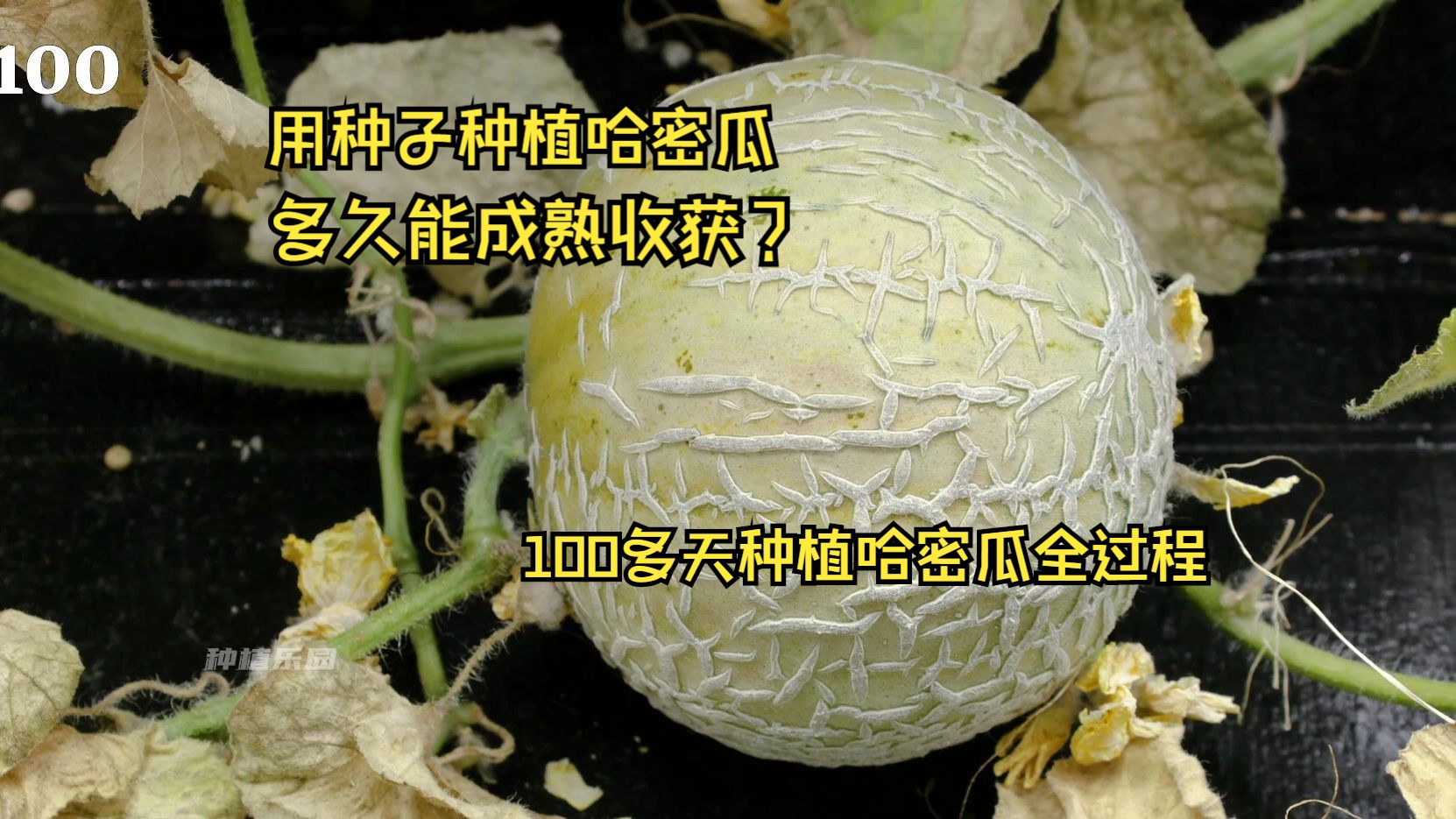 在家用种子种植哈密瓜需要多久成熟收获,100多天种植全过程哔哩哔哩bilibili