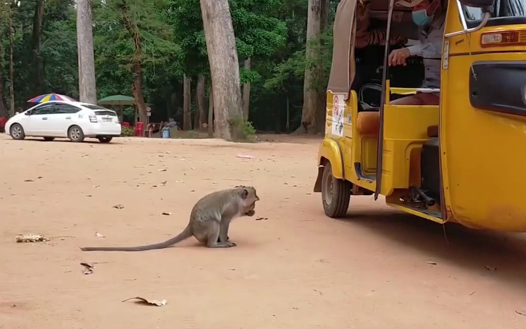 在猴群里放只假老虎,结果猴哥秒变窜天猴,网友:你也有怕的时候