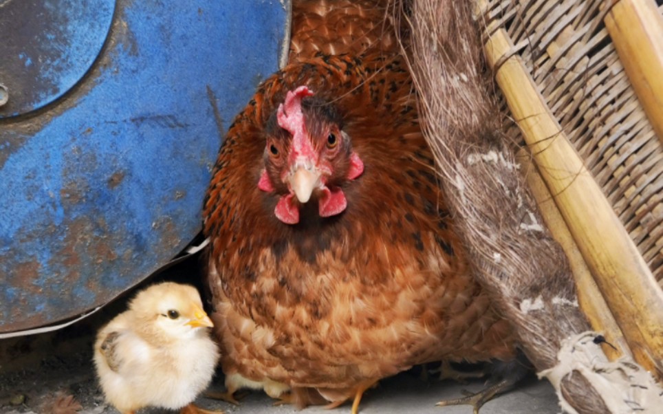 多少年没有听到春天小鸡的叫声了!