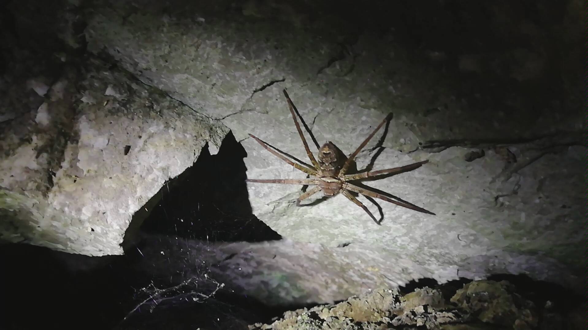 一只野生大蜘蛛