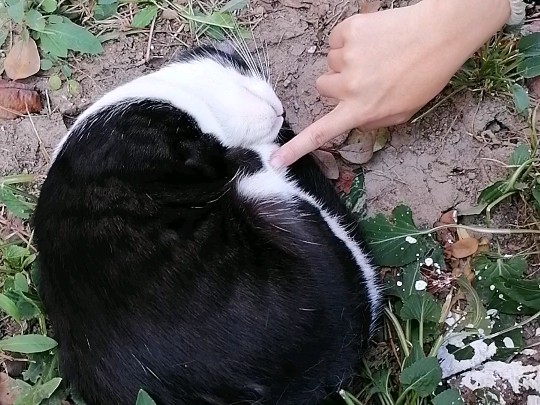 可爱的猫咪学长睡觉时被人类发现后疯狂抚摸还被拍视频上传网络哔哩哔哩bilibili