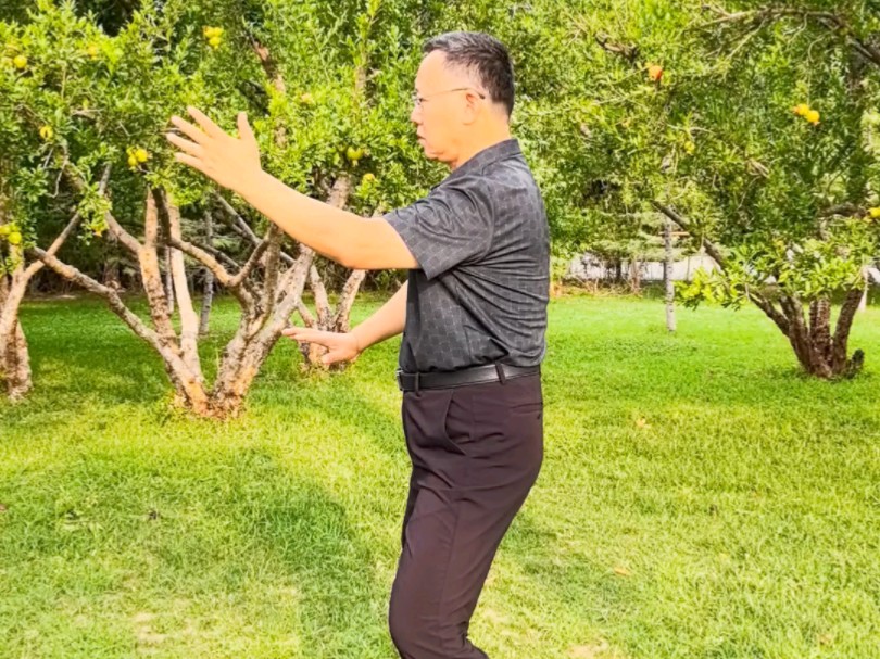 杨式太极拳揽雀尾