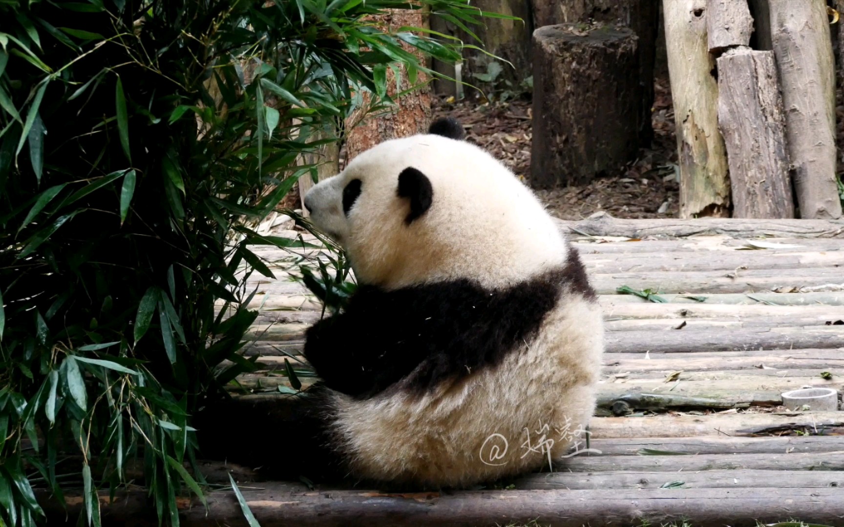 原来熊猫花花是这么练腹肌的(霸王花三战小竹丛)