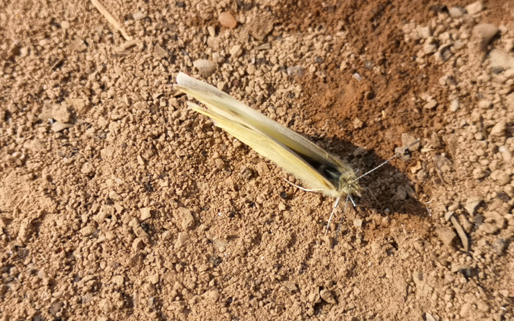 白色小飞蛾 春天已来