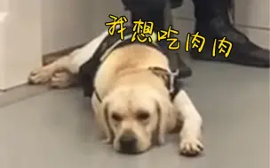 Download Video: 当警犬在工作时间发现一大袋肉肉...网友：假装不在意，身体却很诚实~