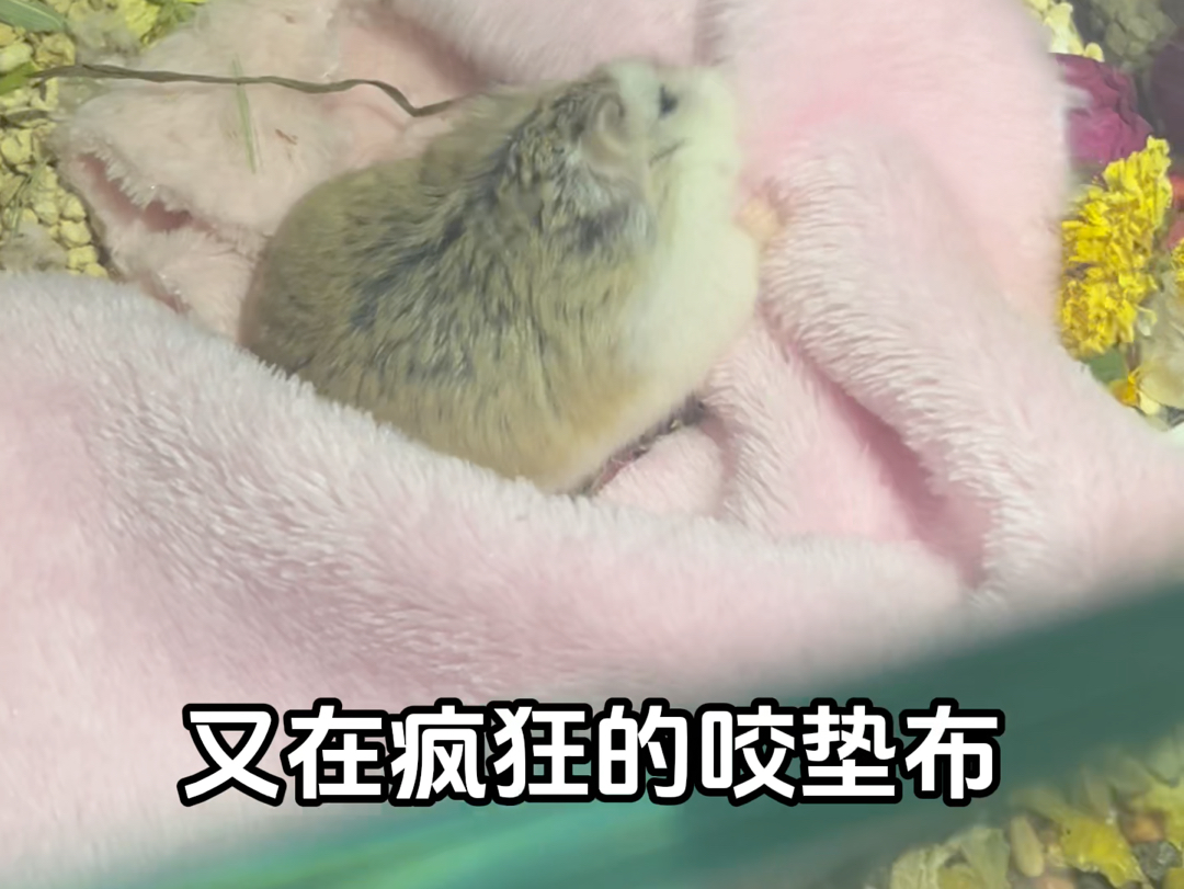 仓鼠产前症状