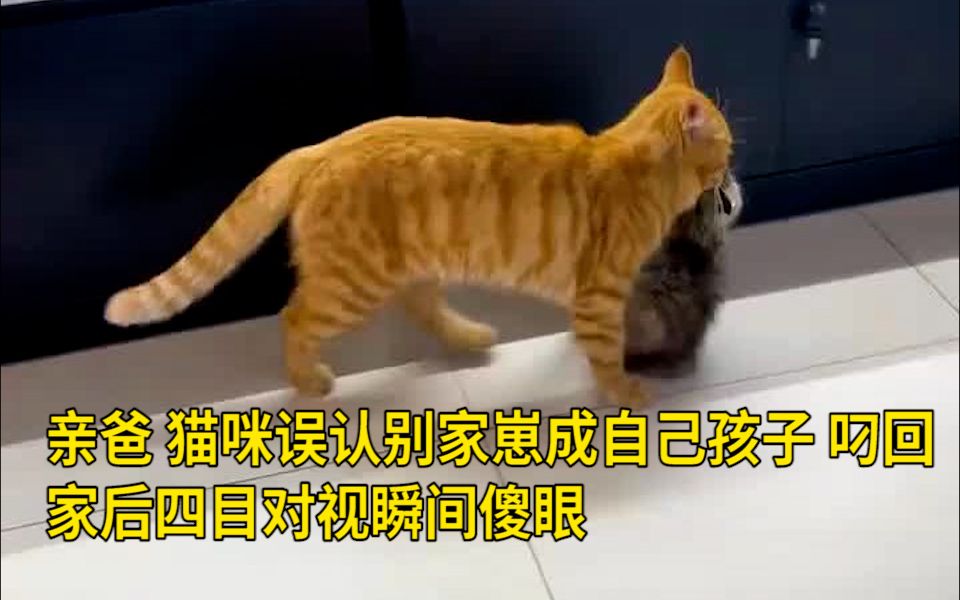 [图]亲爸！猫咪误认别家崽成自己孩子，叼回家后四目对视瞬间傻眼 网友：拐卖猫口，牢底坐穿！